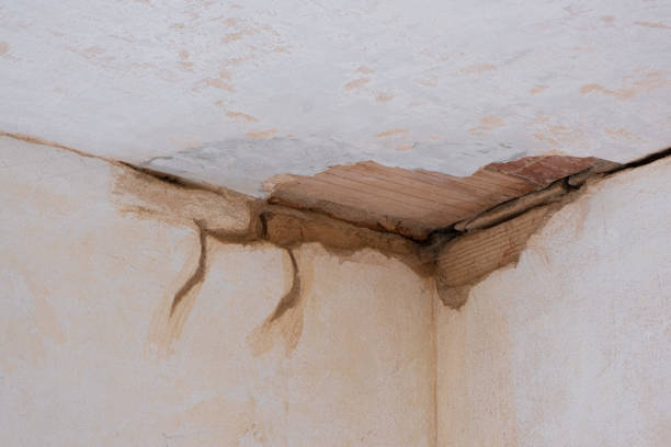 Best Professional water damage repair  in Hypoluxo, FL